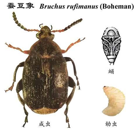 蠶豆�?(1).png