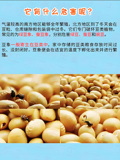 蠶豆�?(9).png
