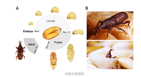 米象 (2).png