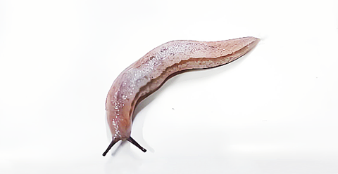 蛞蝓 (1).png