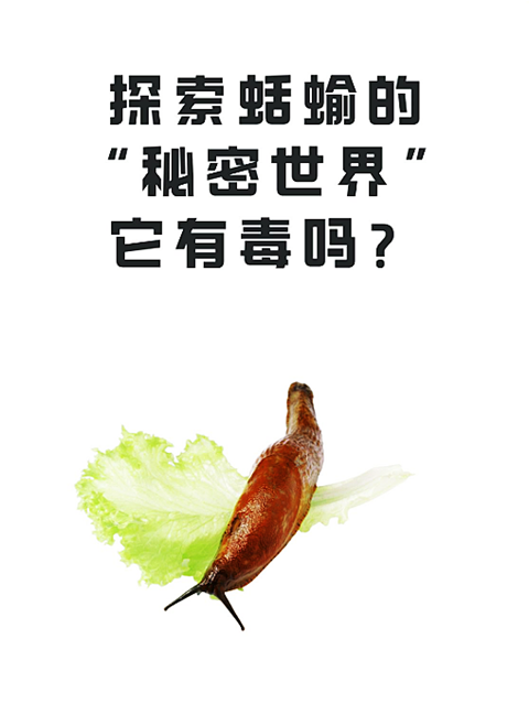 蛞蝓 (4).png