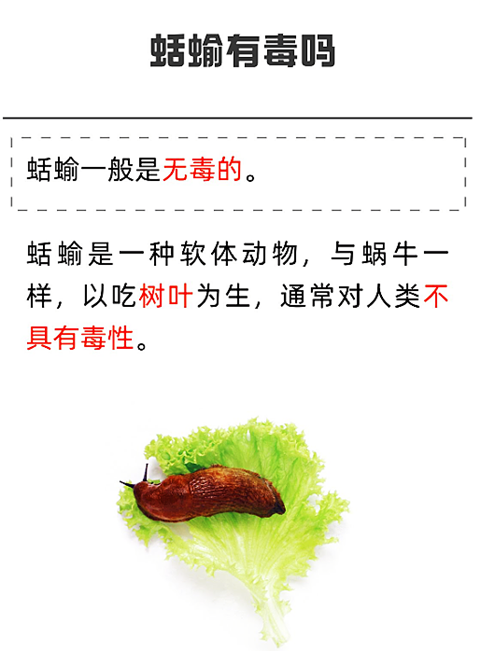 蛞蝓 (5).png